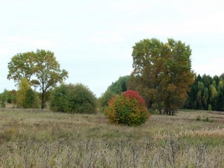 Тополя б/д Булычево (Дмитрий Зонов)