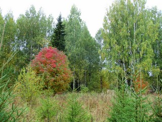 Начало золотой осени (Дмитрий Зонов)
