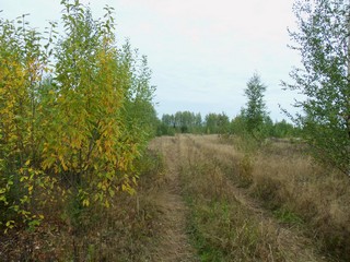 Дорога в сторону Старцев (Дмитрий Зонов)