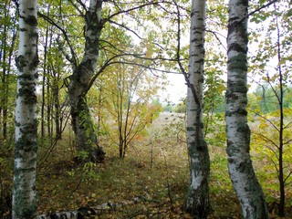 Берёзки б/д Ситники (Дмитрий Зонов)