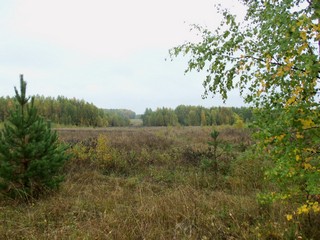 Вид от Шурского в сторону трассы Вятка (Дмитрий Зонов)