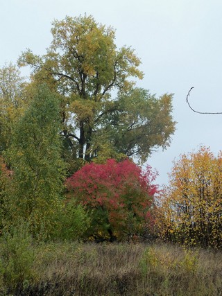 Тополь на окраине Шурского (Дмитрий Зонов)