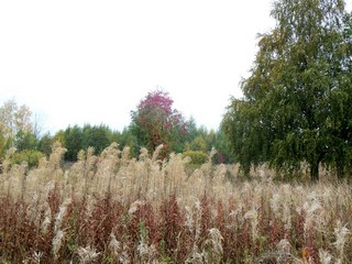 Иван-чай (Дмитрий Зонов)