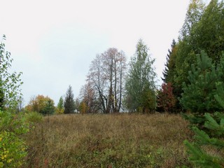 Липа сентябрьская, б/с Шурское (Дмитрий Зонов)