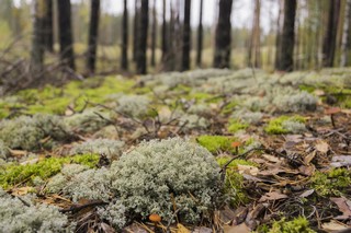 Mari El, Лучинские озера (Rashit Zagidoullin)