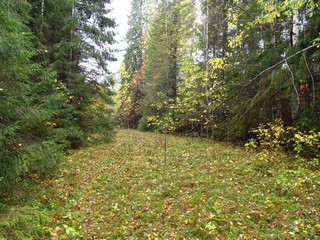 Заброшенная дорога на Булычево (Дмитрий Зонов)