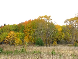 Тополя б/д Нижнее Булычево (Дмитрий Зонов)