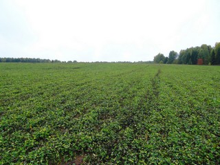 Клевер около д. Ситники (bokax)