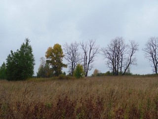 Брошеные тополя (bokax)