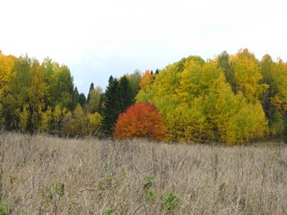 Краски осеннего леса (Дмитрий Зонов)