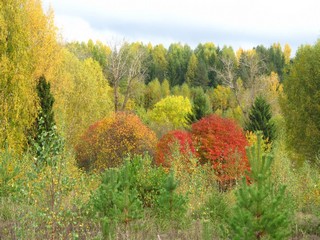 Тополя (Дмитрий Зонов)