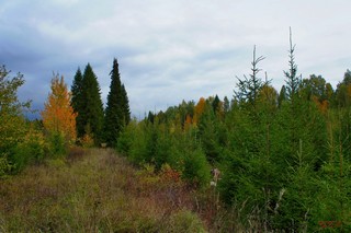 Тихая охота (gtn_58)