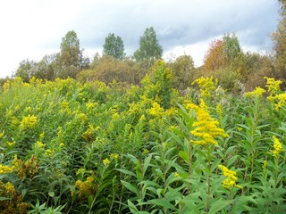 Золотарник в заброшенных садах (Дмитрий Зонов)