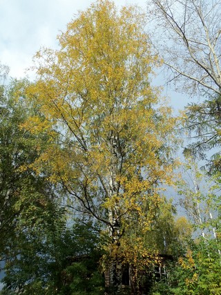 Берёзка сентябрьская (Дмитрий Зонов)