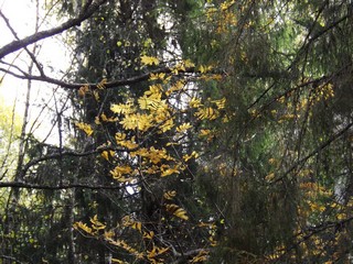 Последние (Дмитрий Зонов)