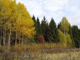 Октябрь. Лес у Горохово. (Дмитрий Зонов)