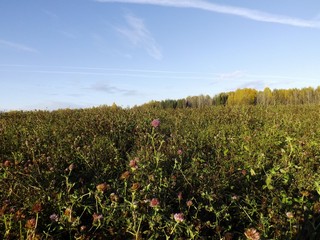 Клеверное поле, октябрь (Дмитрий Зонов)