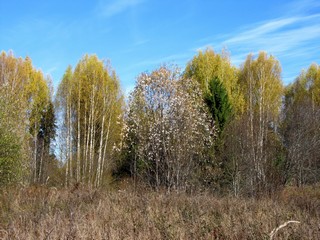 Ива распушившаяся (Дмитрий Зонов)