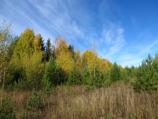 Грибное царство у дороги на В.Булычево (Дмитрий Зонов)