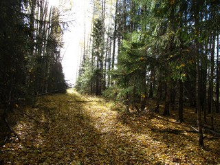 Старая дорога на б/д Верхнее Булычево (Дмитрий Зонов)