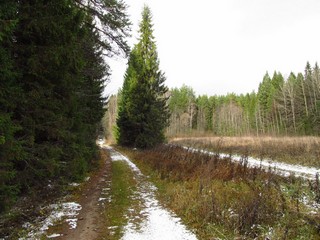 Опушка у б/д М.Мышкино (Дмитрий Зонов)