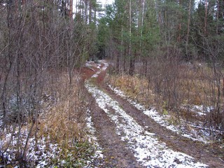 Лесная дорожка (Дмитрий Зонов)