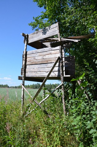 Лабаз на краю овсяного поля (Андрей Машанов)