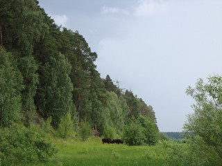 Суводи.jpg (AlekseyKrivozubov)