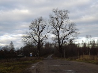 Тополя-ворота в д.Ямново (Дмитрий Зонов)