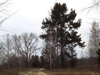 Сосна в б/д Ременщина (Дмитрий Зонов)