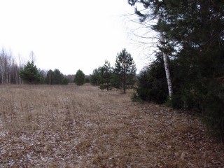 Сосенки (Дмитрий Зонов)