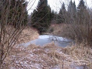 Придорожный пруд (Дмитрий Зонов)