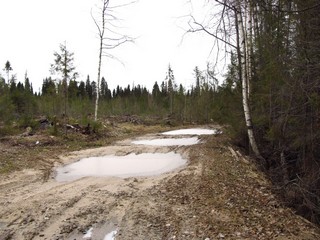 У вырубки (Дмитрий Зонов)