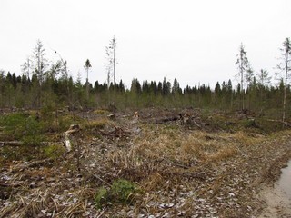 Вырубка (Дмитрий Зонов)