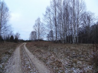 Берёзки вдоль дороги (bokax)