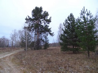 Сосна д. Ременьщина (bokax)