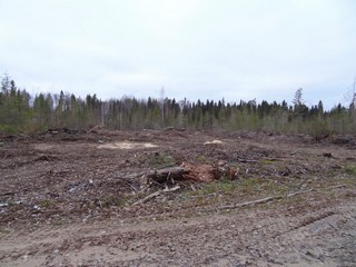 Свежие вырубки (bokax)