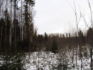 У вырубки (Дмитрий Зонов)