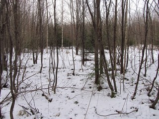 По лосиной тропе (Дмитрий Зонов)