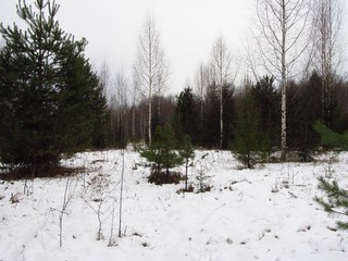 Бывшее поле у бывшей деревни Крутой Лог (Дмитрий Зонов)