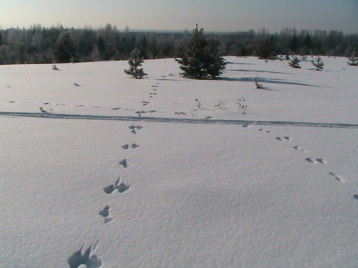 Вид заячьих следов. Заячьи следы. Заячьи следы на снегу. Следы на снегу. Следы зайца на снегу.