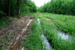 Дорога в ур. Анкушино (Юрий Зыкин)