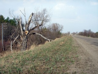 очень старое дерево (по-моему, дуб более 200 лет ) около трассы, с.Васильково (Денис Кошурников)