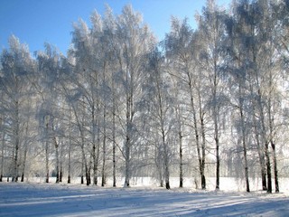 Снежные красавицы\\\\\\\Snow beauties (WERMUT)