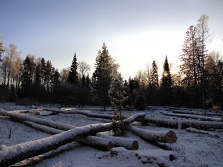 Порубка в дендросаду 2010. (V.Yarochenko)