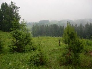 опушка леса/вид на восток (Mikhail Buldakov)