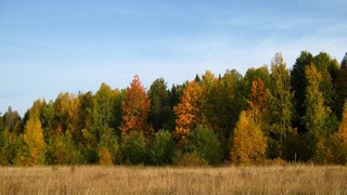 Осенний лес у дамбы к б/д Поляны (Дмитрий Зонов)