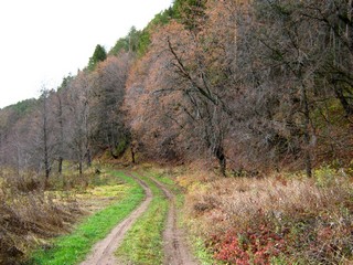 Реликтовый вязово-липовый лес, октябрь (Дмитрий Зонов)