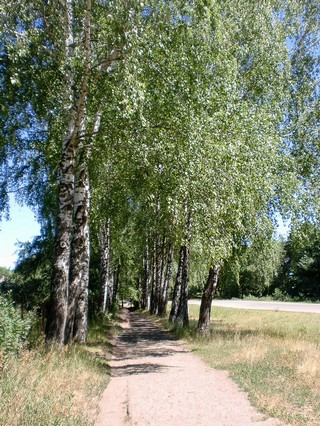 березовая аллея - birch trees along the main street - July 2010 (Peter Yankov)