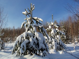 Сосенки в парадной форме (Дмитрий Зонов)